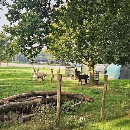 Ferienhaus Banana Lodge Bruchhausen-Vilsen Esterno foto